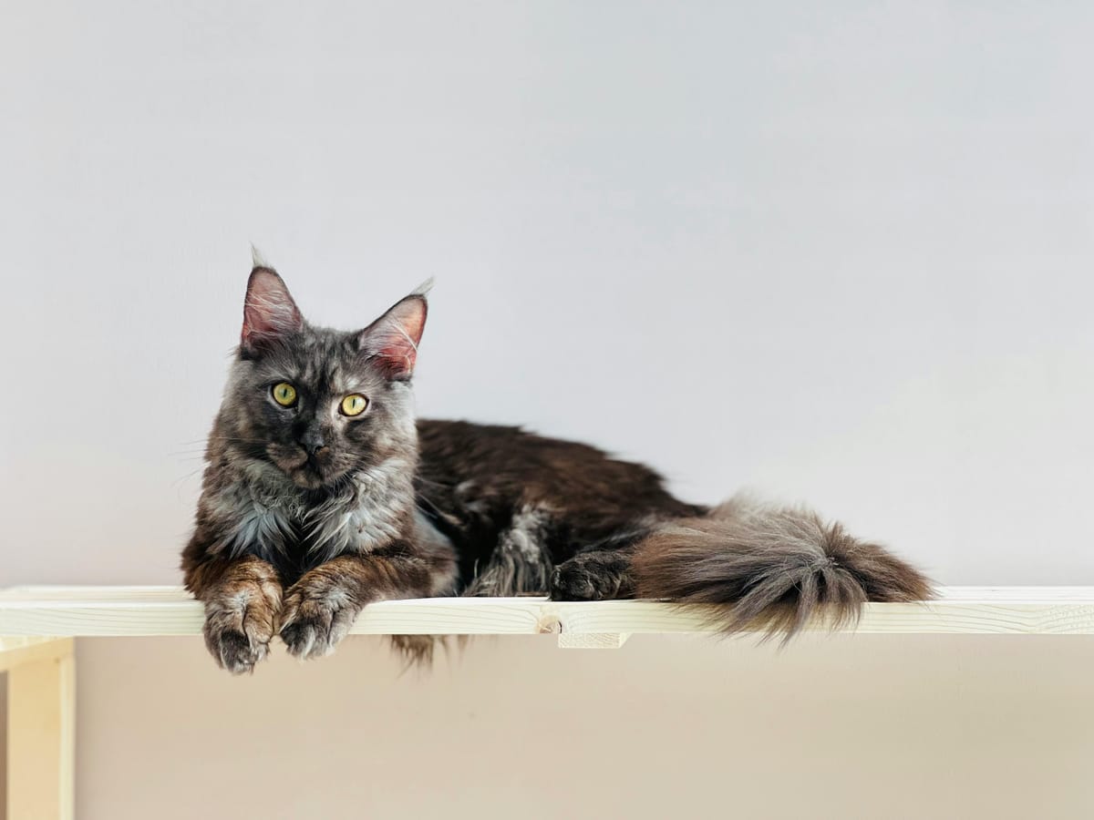 Most Popular Cat Breeds Around The World