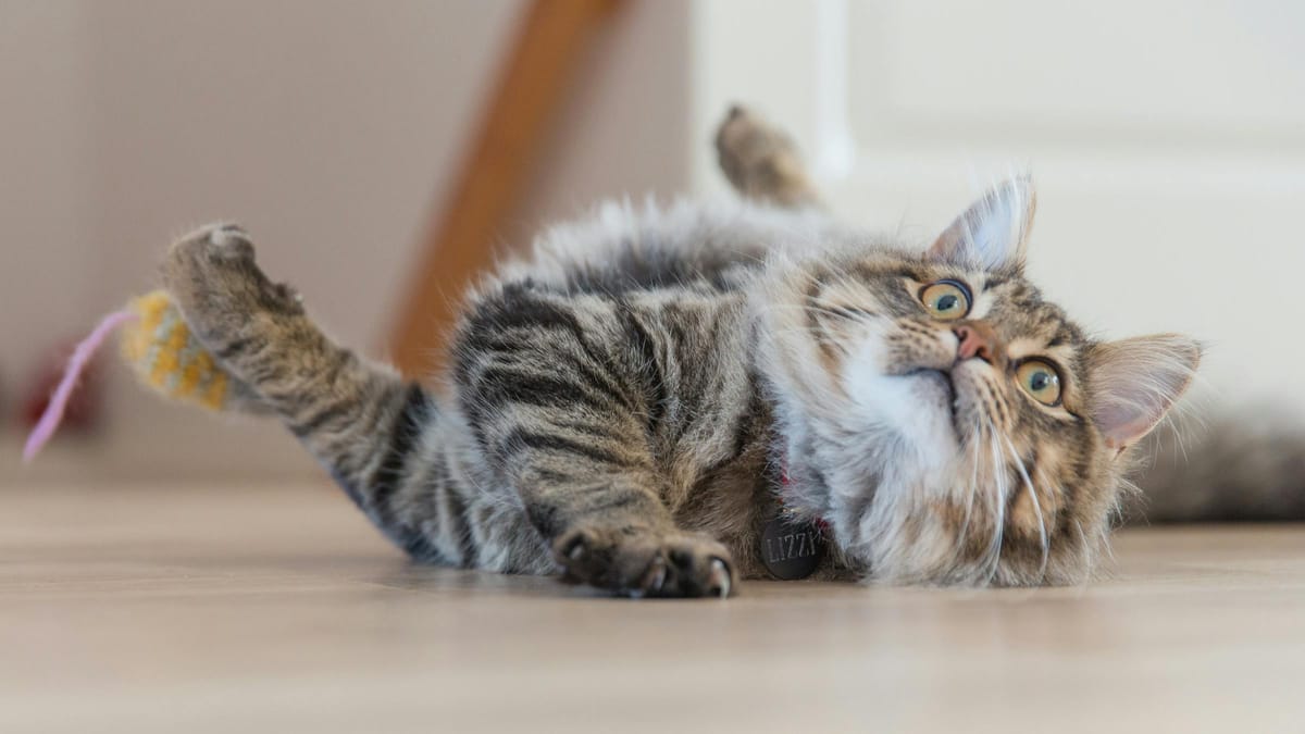 12 of the Weirdest Cat Behaviors Explained