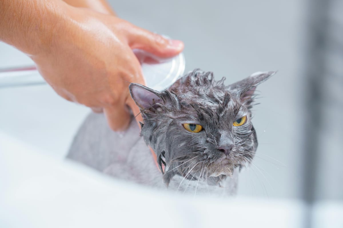 Your Cat Doesn’t Actually Hate Water: 5 Reasons Why It Acts That Way