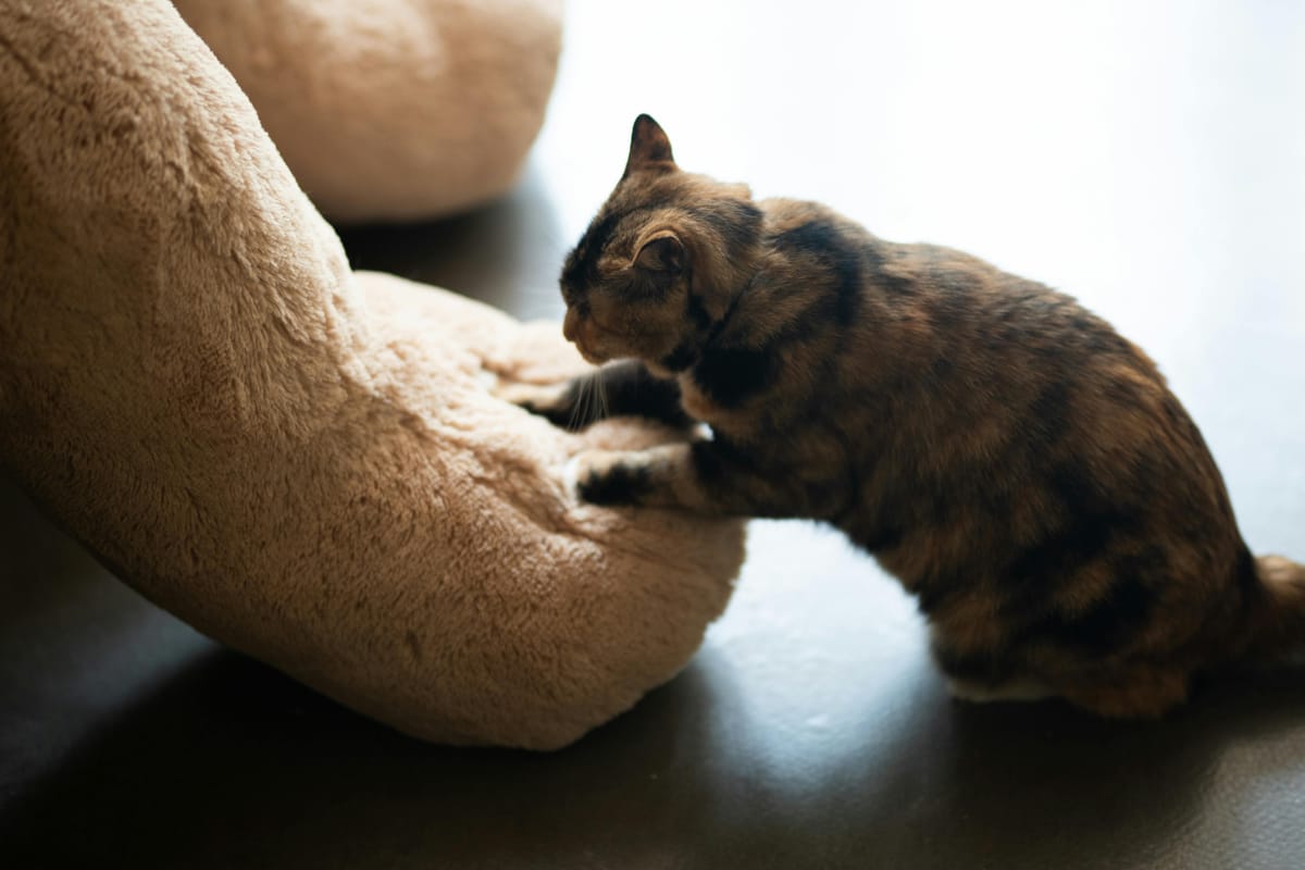 Cat Kneading Explained: 6 Reasons Behind the Biscuit-Making