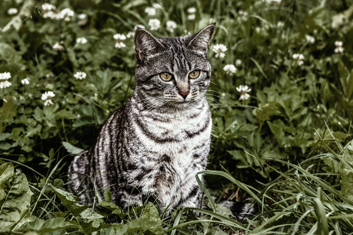 The Simplest Guide to Sustainable Pet Parenting