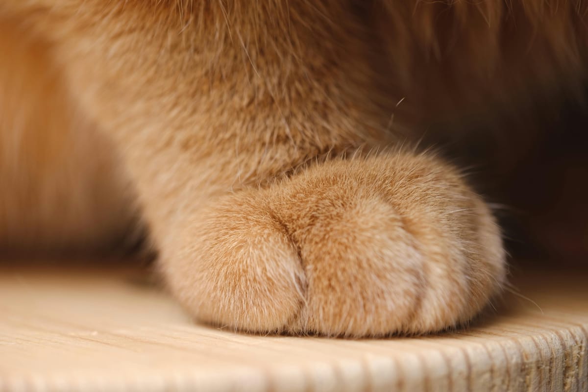 Is Your Cat Right-Pawed or Left-Pawed? Paw Preference in Cats