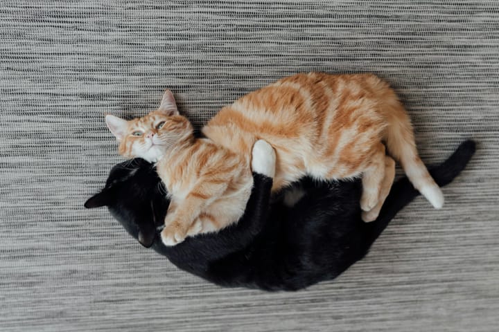 Black Cats Aren’t the Spooky Ones… Ever Met an Orange Cat?