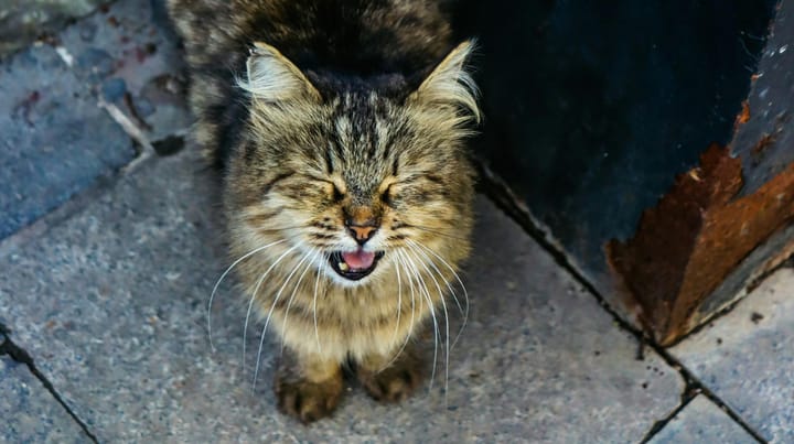 3 Ways Your Cat Manipulates You