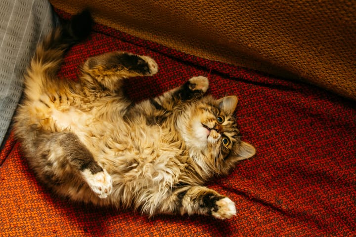 Why Your Cat Sprints at 4 AM: The Science Behind Cat Zoomies