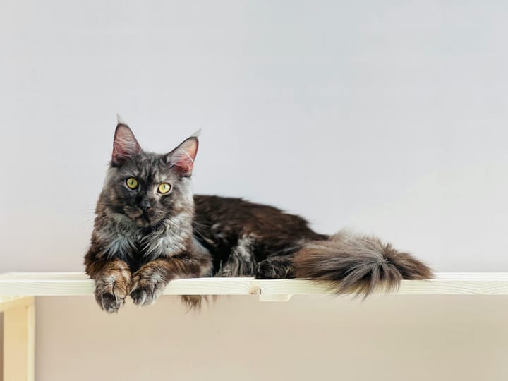Most Popular Cat Breeds Around The World