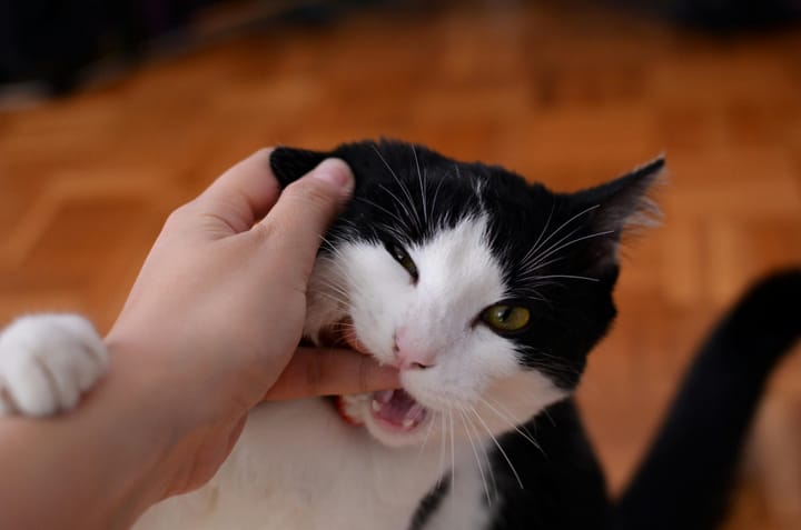 Is Your Cat Stressed? Signs, Causes, and How to Help