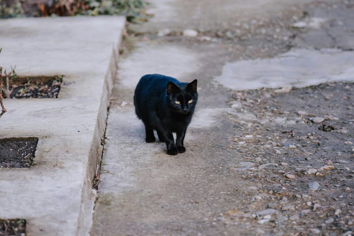 Black Cat Myths: Is A Black Cat Crossing Your Path Really Bad Luck?