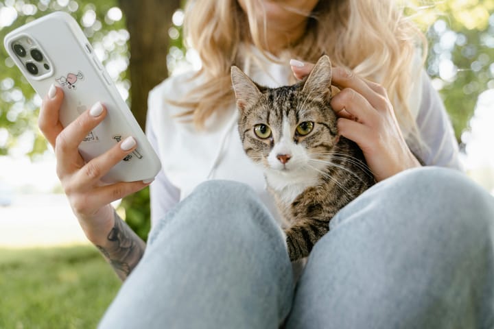 How to Make Your Cat Social Media Famous: Step-by-Step Guide