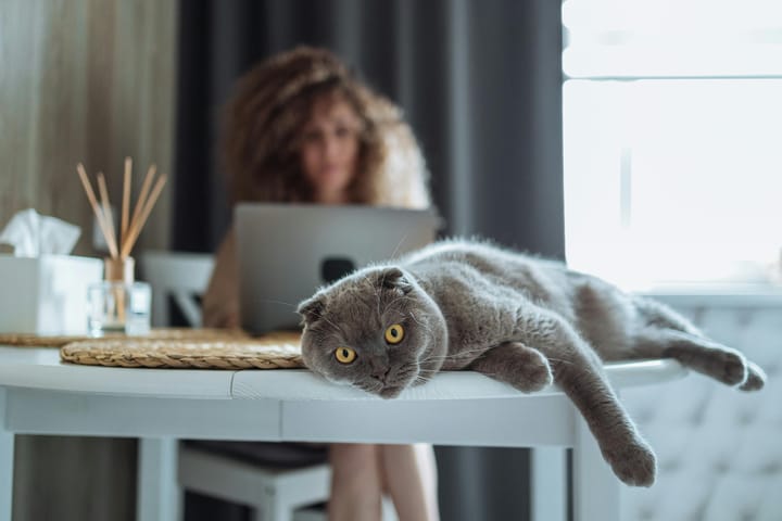 Working From Home With Cats: 10 Ways To Prevent Distractions