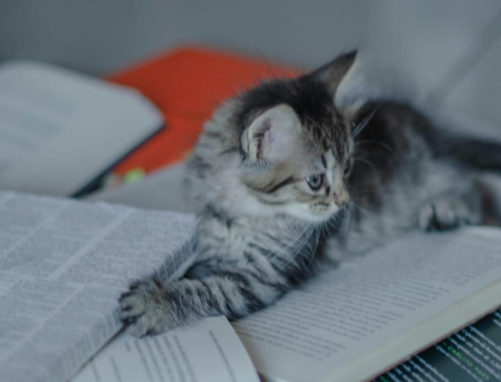 Why Cats Sit and Lay on Paper