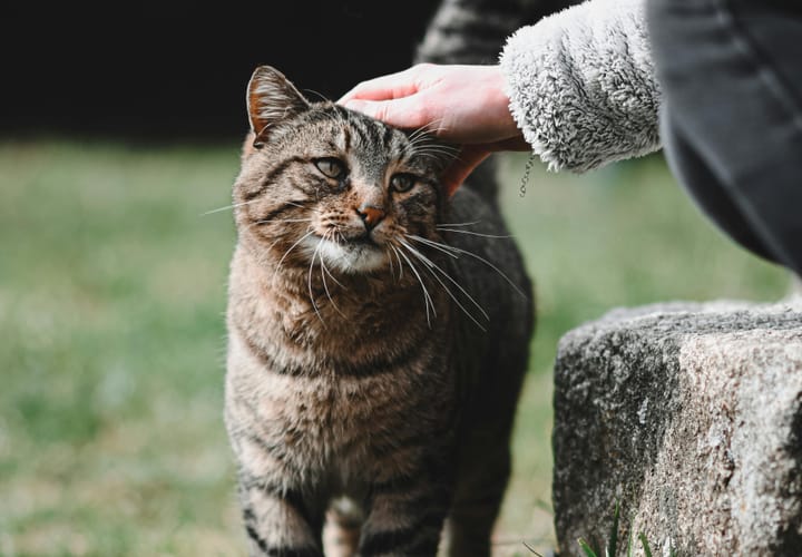 Does A Cat’s Purr Help Heal Your Bones? 3 Ways Cats' Purring Helps Humans