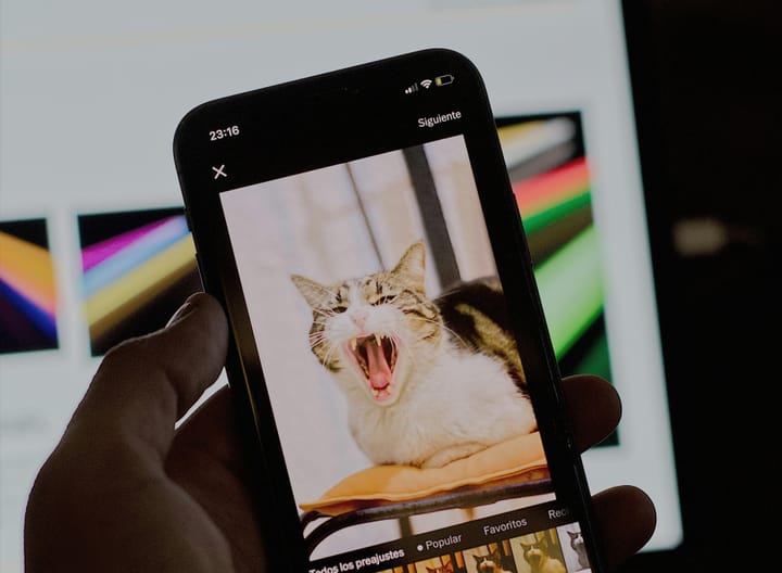 20 Cat Profiles You MUST Follow If You LOVE Cats