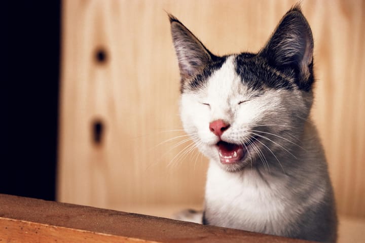 Does Your Cat Have A Sense of Humour?