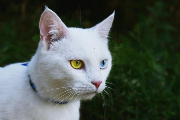 Why White Cats Are the Most Bullied Cats by Other Cats