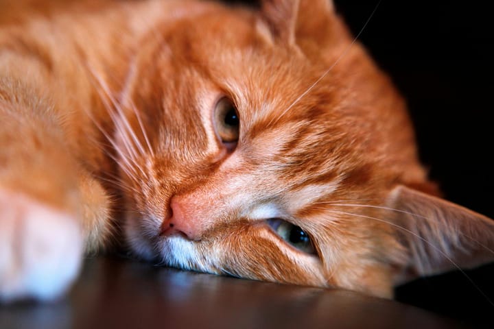 Rising Trend: Adopting Senior Cats Over Kittens