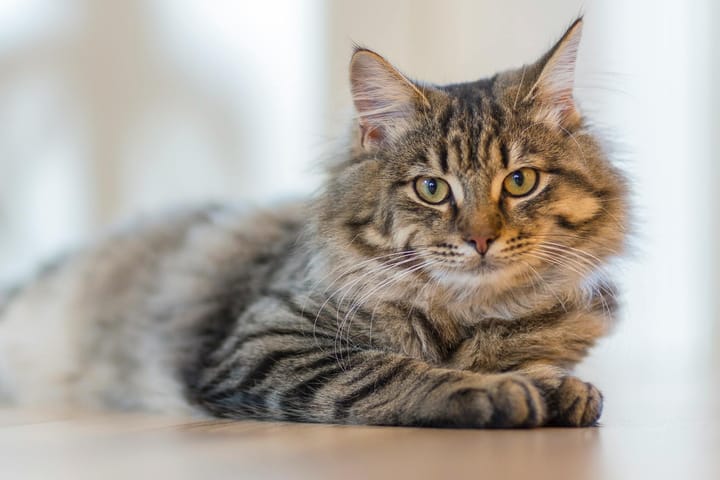 Does My Cat Know Its Name or Is It Just Ignoring Me?
