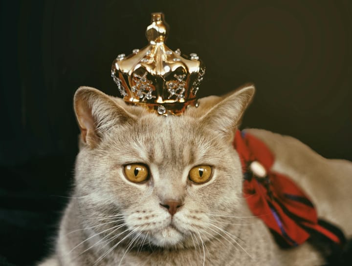 Through Your Cat's Eyes: Your World Through A Cat’s POV
