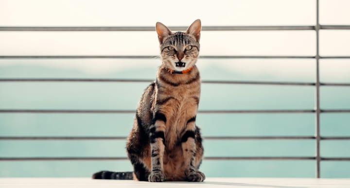 The Rarest Domesticated Cat Breed: The Sokoke