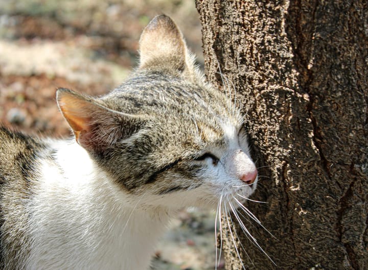 How Cats Mark Their Territory: The Language of Scent