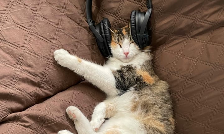 Does Your Cat Have Its Own Music Taste: The Relationship Between Cats and Music