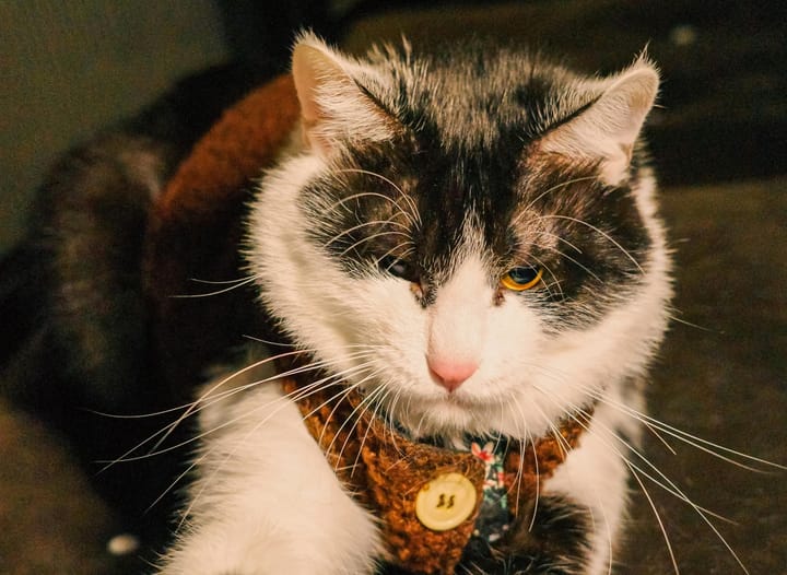 Debunking Cat Myths: The Role of Whiskers