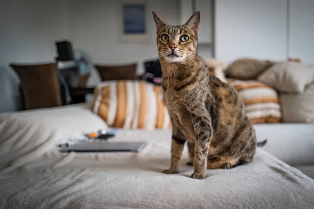 Meet The Most Expensive Cat Breed in the World 2025: The Ashera