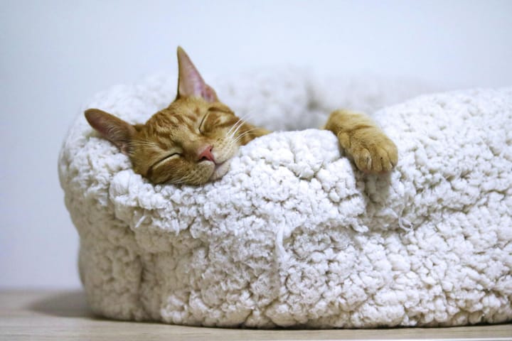 Do Cats Dream? A Peek into Their Dreamworld