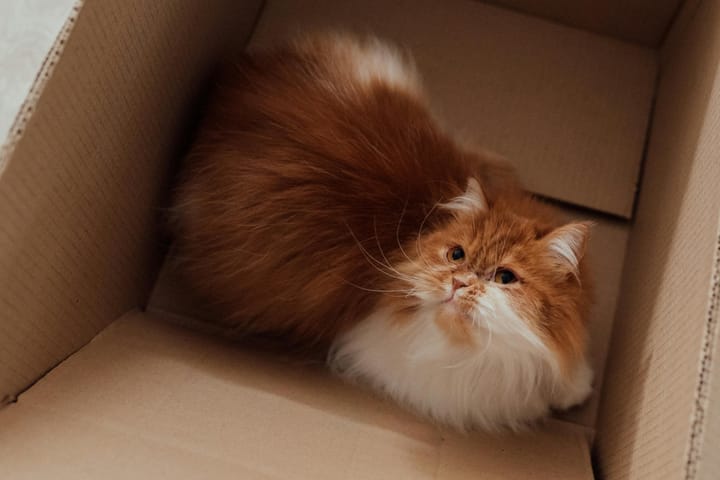 Cardboard Boxes and Towels Over Cozy Pet Beds: Understanding Your Cat’s Preferences