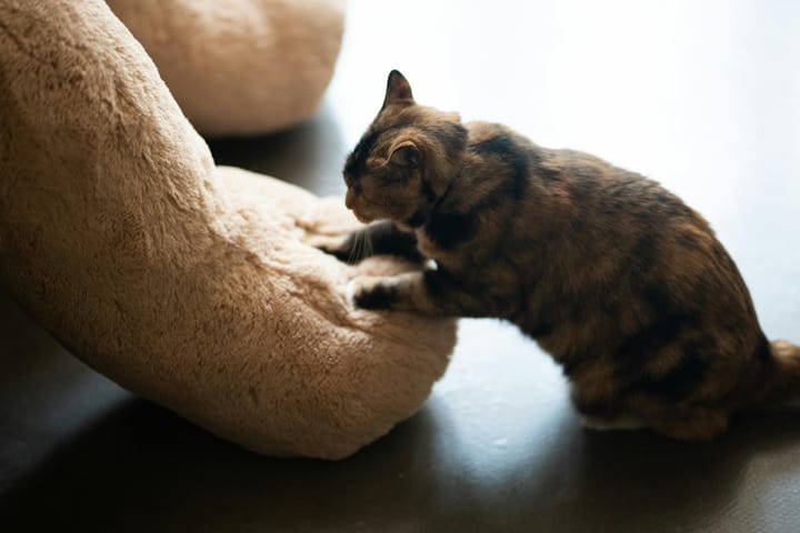 Cat Kneading Explained: 6 Reasons Behind the Biscuit-Making