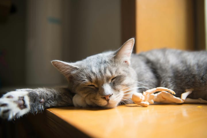 7 Reasons Why Your Cat Brings You Gifts
