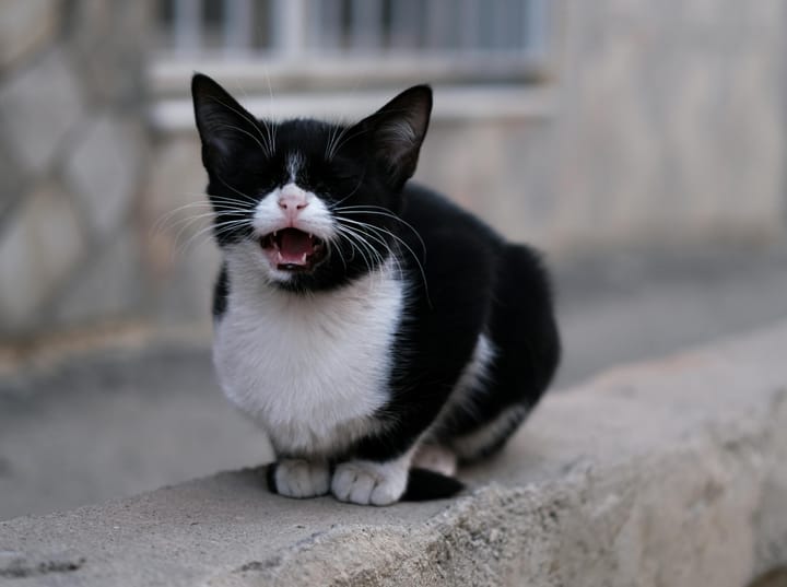 Do Cats Feel Jealousy?