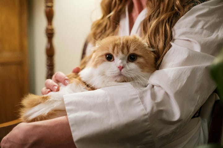 12 Best Hypoallergenic Cat Breeds