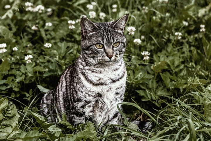 The Simplest Guide to Sustainable Pet Parenting