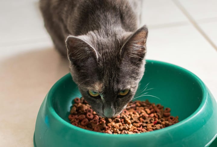 Whisker Fatigue: Why Your Cat’s Whiskers Might Be Causing Stress