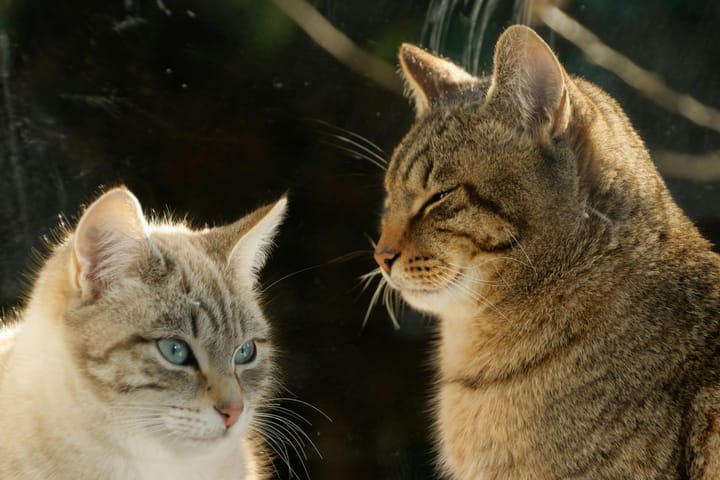 Do Different Cat Breeds Have Different Nutrition Needs?