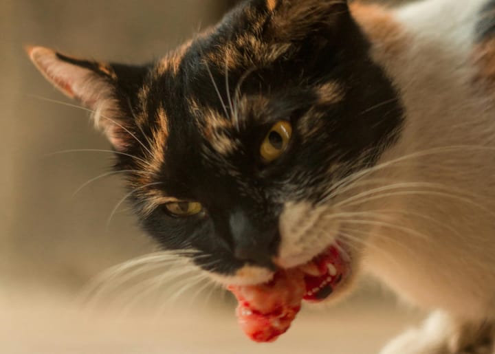 Raw VS Cooked Food For Cats: Which Is Better?