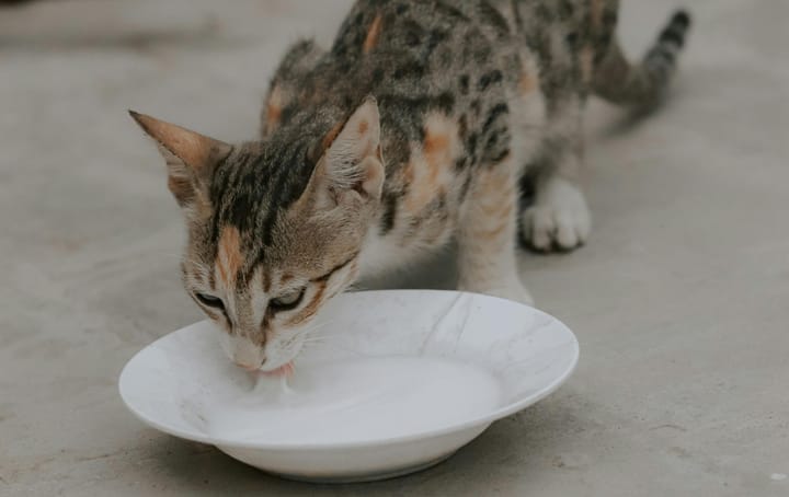 Stop Giving Your Cat Stomach Aches: Why Cats Shouldn’t Drink Milk