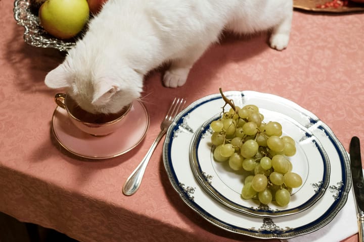 WARNING: These Common Foods Could Be Deadly for Your Cat!